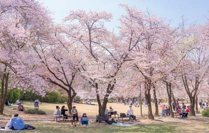 어린이대공원의 봄