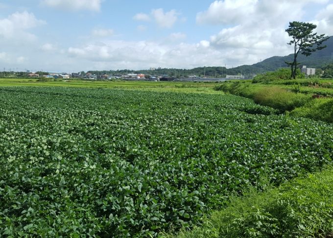 사천시, 논 타작물 재배 지원사업 추진