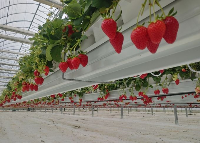 밀양시 스마트팜 혁신밸리에서 재배 중인 밀양딸기