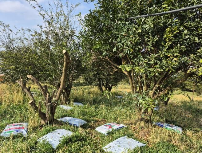 고흥군, 죽어가는 과수 원인진단 서비스 신청 접수