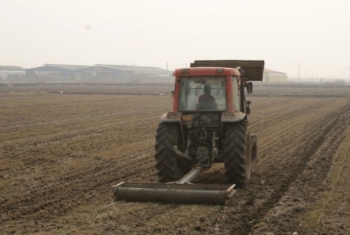 충북농기원, 봄철 사료작물 ‘눌러주기’로 생산량 15_ 증대(동계사료작물 진압관리)