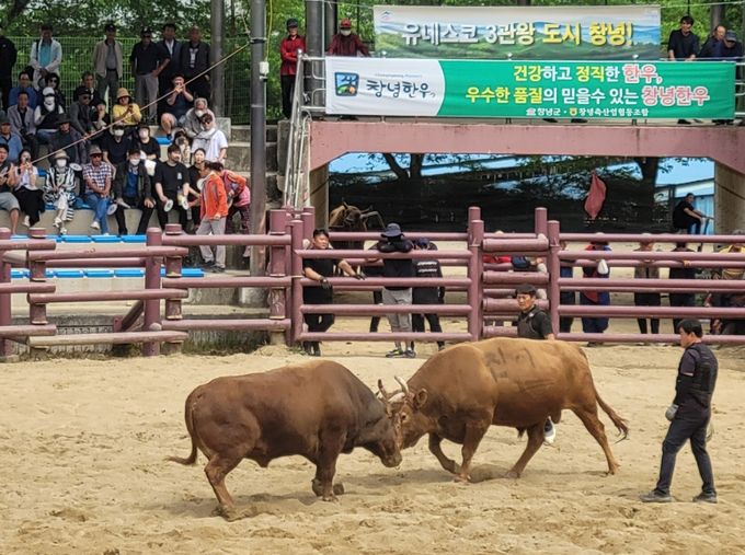 제21 창녕 전국 민속소힘겨루기대회 경기