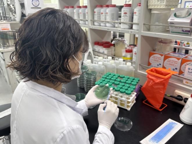 비브리오패혈증균 검사 사진