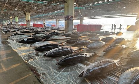 참고사진(부산공동어시장 참다랑어 위판 현장)