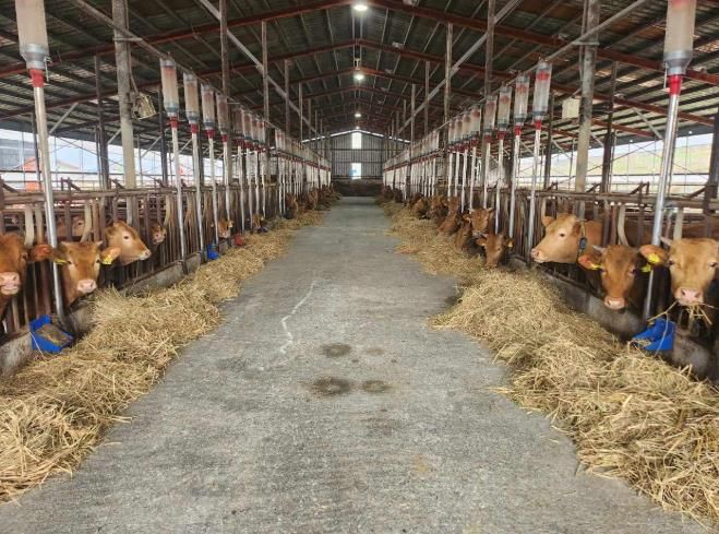 정읍시, 올해 한우 임신진단 키트 6120개 보급…농가당 최대 30개 지원