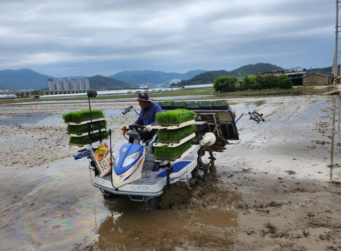 벼 재배농가 완효성 비료 지원