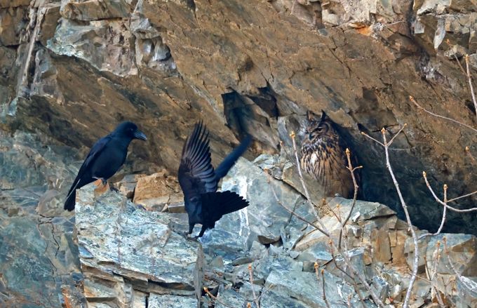 울주군 절개지 암벽서 수리부엉이 4형제 포착