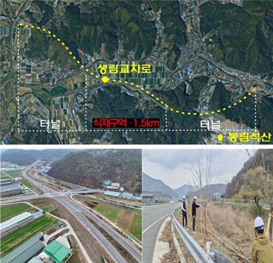 낙동강대로 이팝나무 가로수길 조성