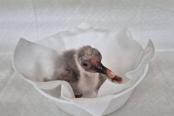 4월 7일 첫 부화한 새끼 따오기