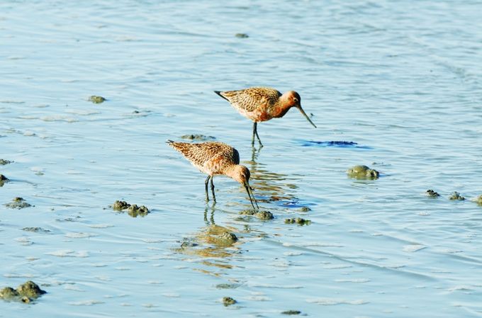 순천만습지 도요새